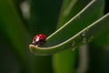 Ladybug on a green plant Royalty Free Stock Photo