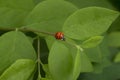 Ladybug on the green plant. Royalty Free Stock Photo