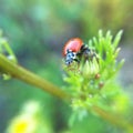 Ladybug on the green plant