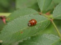 Ladybug on a green rose leaf