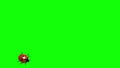 Ladybug on green screen CG animated, seamless loop