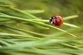 Ladybug on a green spruce needle.