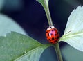 Ladybug