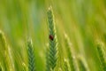 Ladybug On Green Wheat Ear Royalty Free Stock Photo