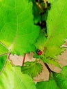 a ladybug greeny daytime Royalty Free Stock Photo