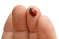 Ladybug on the hand