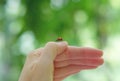 A ladybug on the hand.