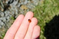 Ladybug on the hand Royalty Free Stock Photo