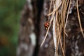 Ladybug hanging from a tree pole Royalty Free Stock Photo