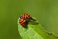 Ladybug (Harmonia axyridis)