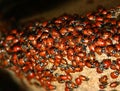 Ladybug (Harmonia axyridis) Swarm Royalty Free Stock Photo