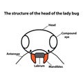 The structure of the head of the lady bug