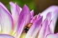 Ladybug hiding in the petals of i beautiful purple and white flower.