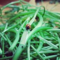 Ladybug home clicked came with veggies