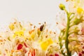 Ladybug on Horse-chestnut Aesculus hippocastanum, Conker tree. flowers and leaf on white background