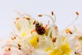 Ladybug on Horse-chestnut Aesculus hippocastanum, Conker tree. flowers and leaf on white background