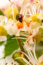 Ladybug on Horse-chestnut Aesculus hippocastanum, Conker tree. flowers and leaf on white background