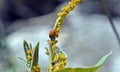 Ladybug Hunting and Eating Aphids, Coccinella septempunctata and Aphis nerii Royalty Free Stock Photo