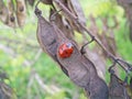 Ladybug, insect. Beautiful God`s crust in the summer landscape.