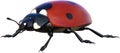 Ladybug Insect, Bug, Nature, Isolated