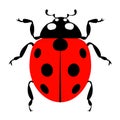 Ladybug insect beetle animal graphic image