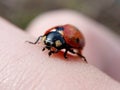 Ladybug