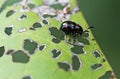 Ladybug insect