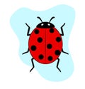 Ladybug Insect