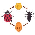 Ladybug insect ladybird bug beetle metamorphosis transformation change stage cycle of life phase eggs larva pupa