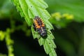 Ladybug insect larva or pupa Coccinellidae closeup. Pupal stage feeding on green vegetation closeup