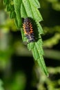 Ladybug insect larva or pupa Coccinellidae closeup. Pupal stage feeding on green vegetation closeup Royalty Free Stock Photo