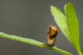 Ladybug larva insect closeup