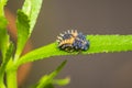 Ladybug larva insect closeup