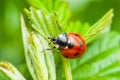 Ladybug Insect on Leaf Macro Royalty Free Stock Photo