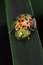 Ladybug Insect macro closeup beetle