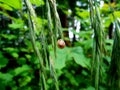 ladybug, insect, nature, ladybird, grass, green, macro, red, leaf, bug, plant, summer, beetle, spring, animal, garden, flower Royalty Free Stock Photo