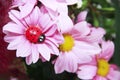 Ladybug insect, pink chrysanthemum flowers and green leaves Royalty Free Stock Photo