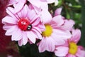 Ladybug insect, pink chrysanthemum flowers and green leaves
