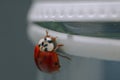 ladybug Insect Red Aquamarine Closeup Macro