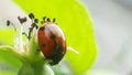 The ladybug insect is a spotted joy from childhood.