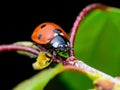 Ladybug Insect on Twig Macro