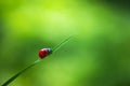 Ladybug insect walking on fresh green leaves in countryside field, beautiful spring day Royalty Free Stock Photo