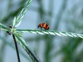 Ladybug shoots close-up on the leaves of the plant.