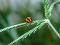 Ladybug shoots close-up on the leaves of the plant.