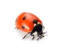 Ladybug