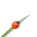 Ladybug isolated on white background Royalty Free Stock Photo