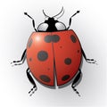 Ladybug isolated on white realistic vector illustration Royalty Free Stock Photo