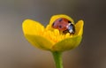 Ladybug On Kingcup