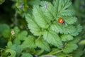 Ladybug Lady Beetle crawling on a green leaf Royalty Free Stock Photo