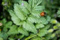 Ladybug Lady Beetle crawling on a green leaf Royalty Free Stock Photo
